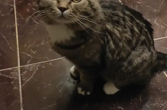 Пропала кошка в Сингапае, Югра