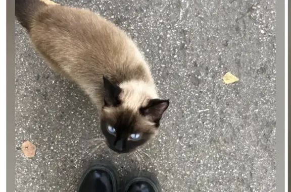 Найдена кошка на Первомайской улице, 24, Северск