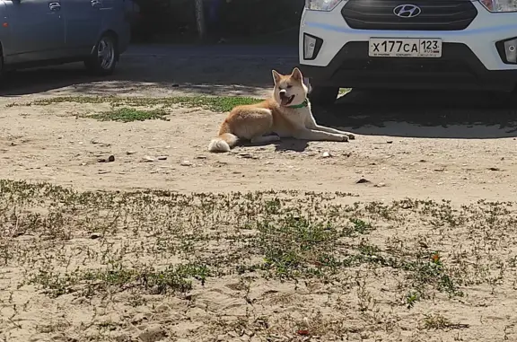 Найдена собака Акита-ину с зелёным ошейником в Кропоткине