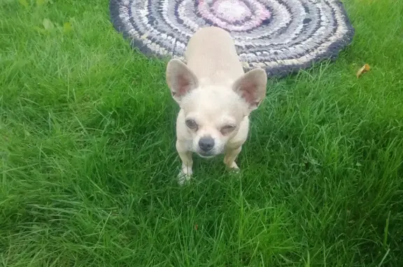 Собака Чихуахуа найдена на луковом поле