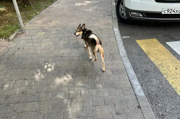 Найдена собака Собачка на Парковой улице, Сочи
