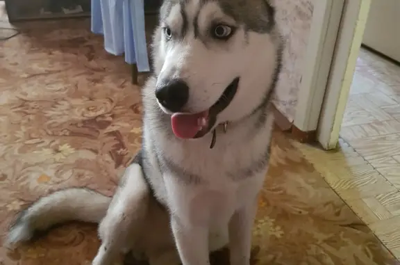 Найдена собака: Сибирская хаски, пр. М.Жукова, 34, Москва