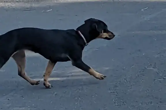 Собака найдена на Лево-Булачной улице, Казань