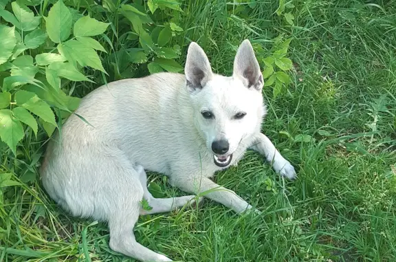 Пропала собака на Комсомольской, 13, Новая Ляля