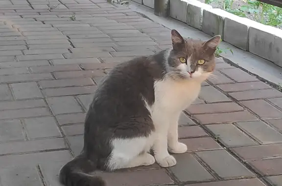 Пропала кошка Мальчик, ул. Маяковского, 111, Курск