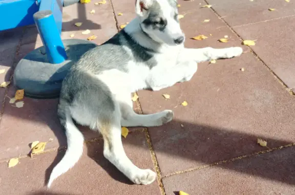 Найдена собака на площадке Каргопольского Индустриального техникума