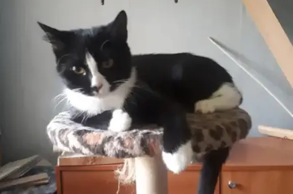 Кошки потеряшки, Санкт-Петербург, фото: Потеряшка кошка на Брестском бульваре, СПб