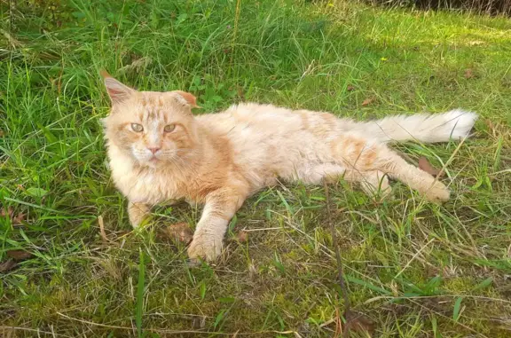 Найдена породистая кошка на Воздвиженском, 46Н-03758