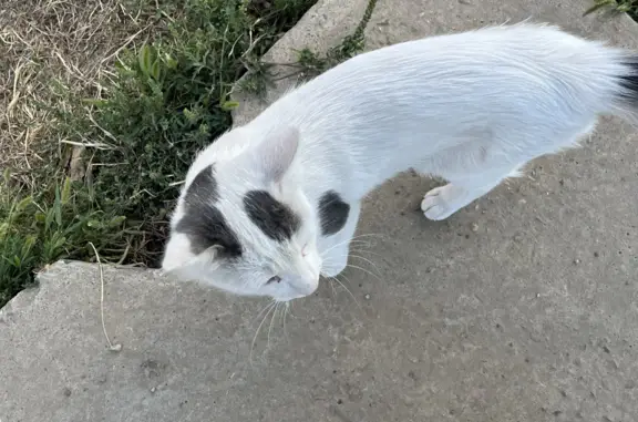 Найдена домашняя кошка на ул. Котлярова, Краснодар
