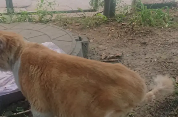 Найден грустный рыжий кот с кисточкой на хвосте, ищет нового хозяина. Доломановский переулок, 101, Ростов-на-Дону