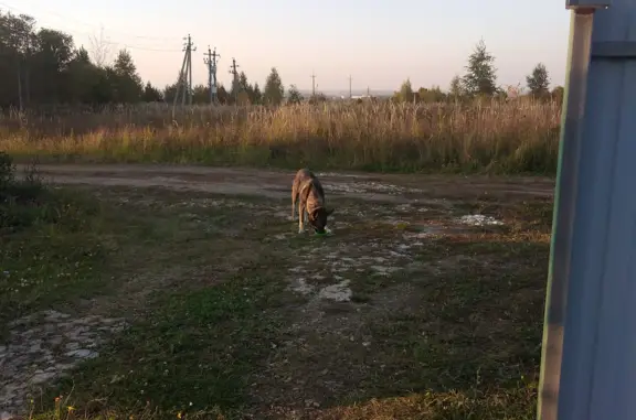 Найдена собака у Спасских ворот, Москва