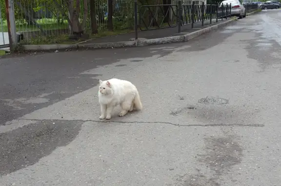 Найдена кошка с голубыми глазами на ул. Урванцева, 10, Красноярск