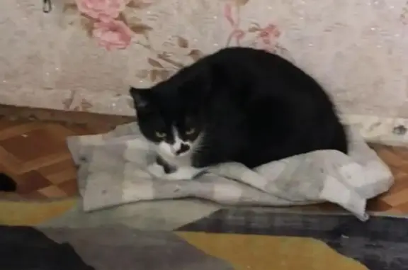 Пропала кошка Нера, ул. Набережная реки Магаданки, 61