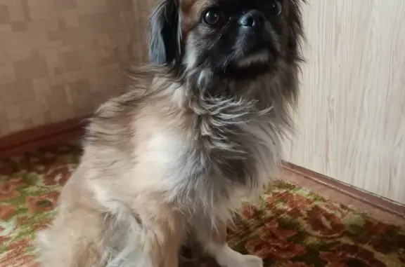 Найдена собака в Ставрополе, ул. Семашко, 10А