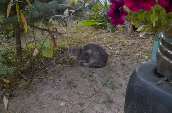 Найдена кошка в Ивантеевке