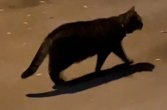 Найдена кошка на Черёмушкинской ул., 18 к1, Москва