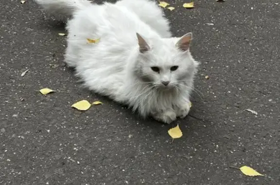 Найден белый кот без ошейника, Ломоносовский пр-т, 31к7, Москва