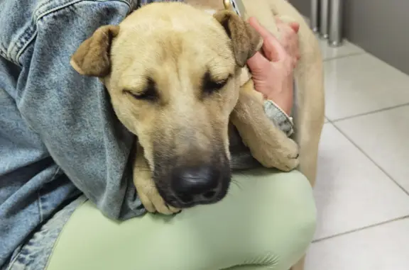 Объявления о пропавших и найденных животных, Невское, фото: Найдена собака: бежевая, с чёрным ошейником, по адресу Совхозная ул., 1Б