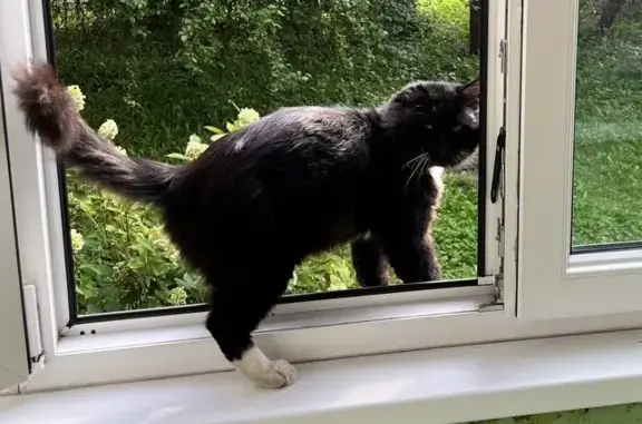 Пропала кошка: Черно-белый кот, Ручейная ул., Калининград