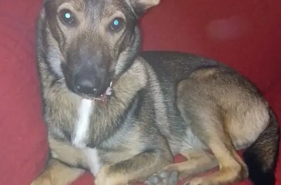 Собаки потеряшки, Нижний Новгород, фото: Потеряшка собака Герда возраст около года, помогите найти!