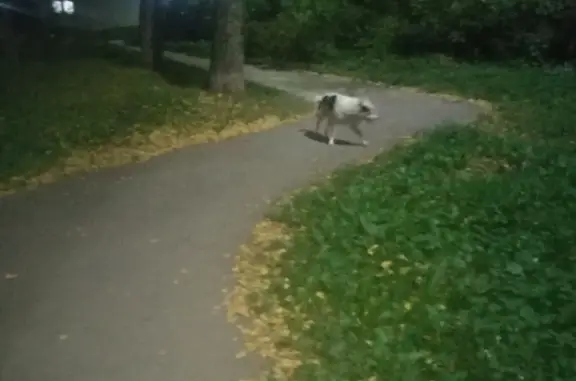 Собака с ошейником на ул. Калинина, Тула