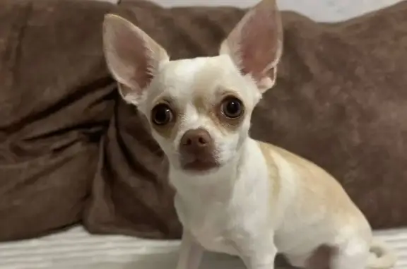 Собаки потеряшки, Санкт-Петербург, фото: Потеряшка собака на ул. Оккервиль 6, СПб