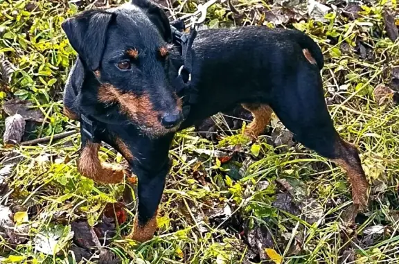 Пропала собака Кабель, чёрный с подпалом, в лесу (49Н-0603, Усть-Волмское)