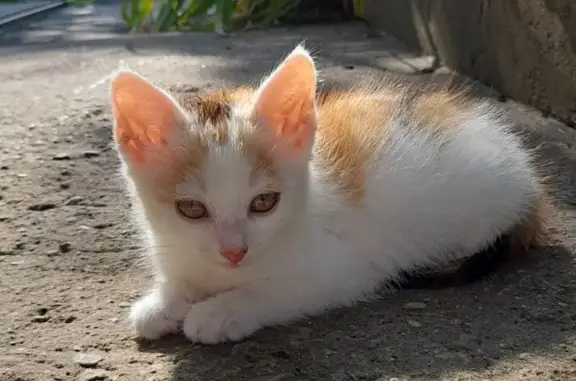 Пропала кошка: маленькая трёхцветная девочка, Калининградская область