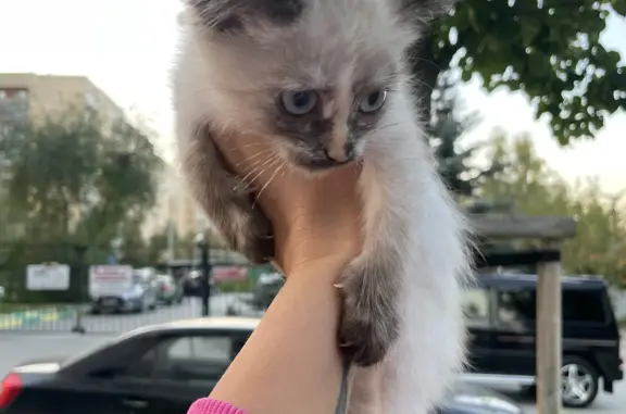 СРОЧНО! Найден очаровательный котенок на ул. Стачек, Екатеринбург