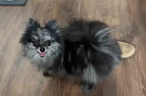 Собаки потеряшки, Санкт-Петербург, фото: Потеряшка собака: Черно-белый шпиц, проспект Королёва, 47 к1, СПб.