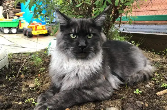 Пропала кошка Мейн-Кун в Мирном, Якутия