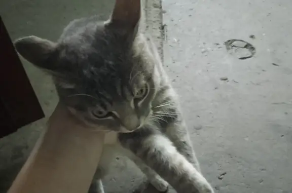 Кошка найдена в подъезде на ул. Максименко, 20, Юрга