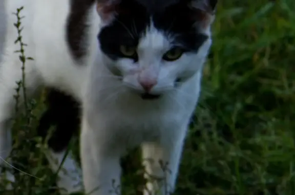 Пропал черно-белый кот в Кудиново, Московская область