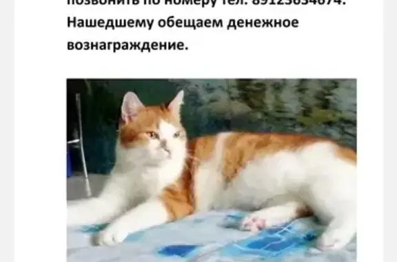 Кошки потеряшки, Киров, фото: Потеряшка кошка Мальчик, ул. Добролюбова, 21, Киров