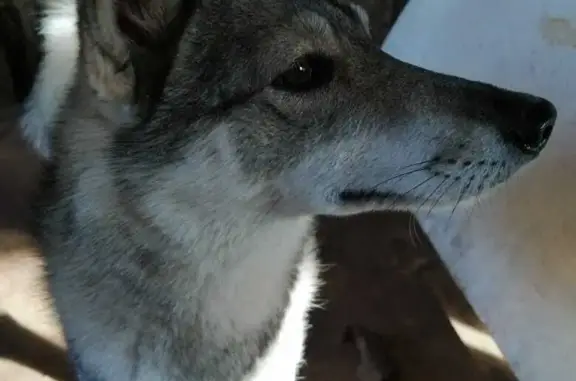 Найдена собака в лесу д.Ермия