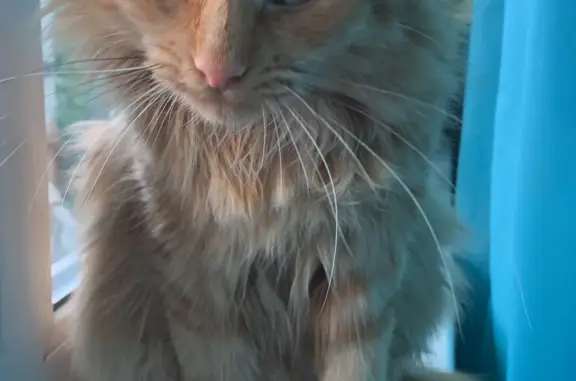 Найден рыжий котик в МО, ищет хозяина