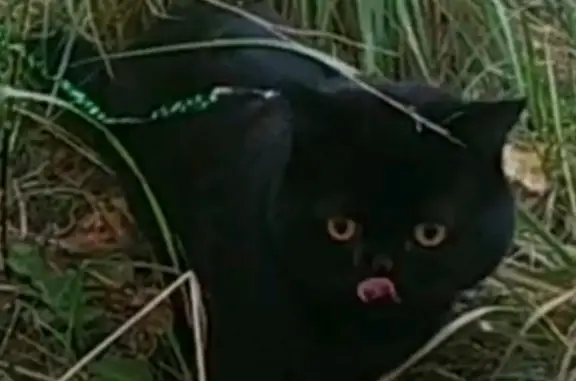 Пропала черная кошка породы британец в Екатеринбурге