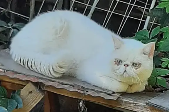 Потерянная кошка в Астрахани, проблемы с глазками