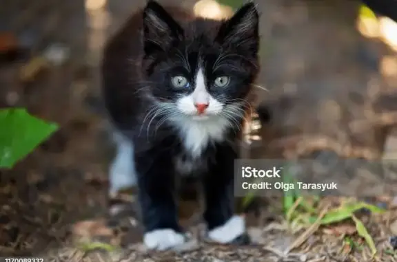 Кошки потеряшки, Санкт-Петербург, фото: Потеряшка кошка возле аптеки Невис на пр. Просвещения 53/1