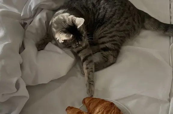 Кошки потеряшки, Санкт-Петербург, фото: Потеряшка кошка Пандора, Захарьевская ул., 13, СПб