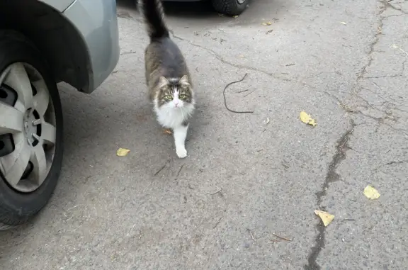 Найдена кошка на улице Лётчика Полагушина