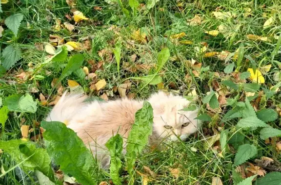 Найдена кошка Рыжий (персиковый) кот, ул. Сыромолотова, 17, Екатеринбург