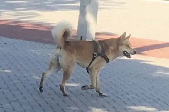 Найдена собака на озере Ермошкино, ул. Гагарина, Курск