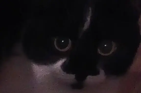 Потерянные животные Бурашевское сельское поселение, фото: Пропал кот, окрас черно-белый, возле кв. Гагарина 30