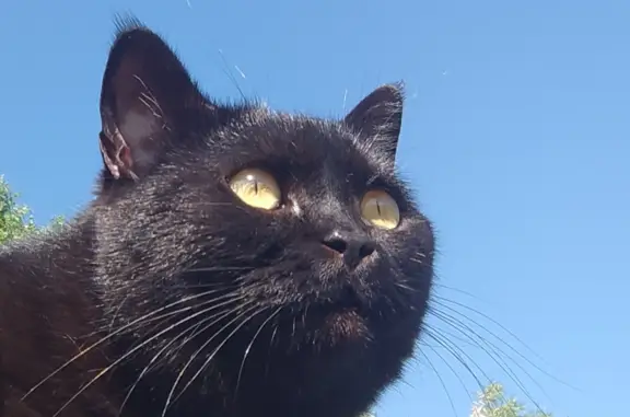 Пропала кошка в Кемерово: черная британка, 9 лет