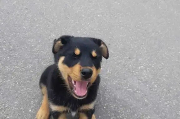 Собака найдена в Пос. Шушары, около садика, СПб