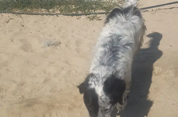Собака с ошейником на пляже Тополя