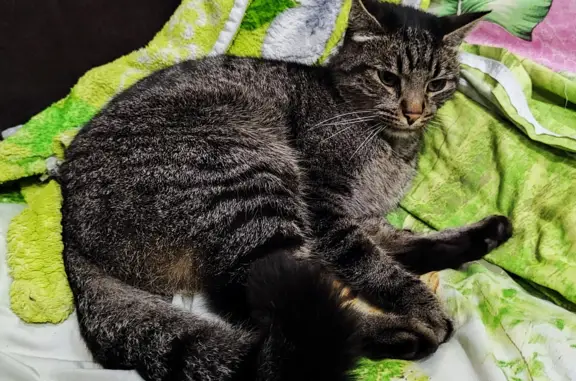 Пропала кошка Бумер, СПб, серый полосатый