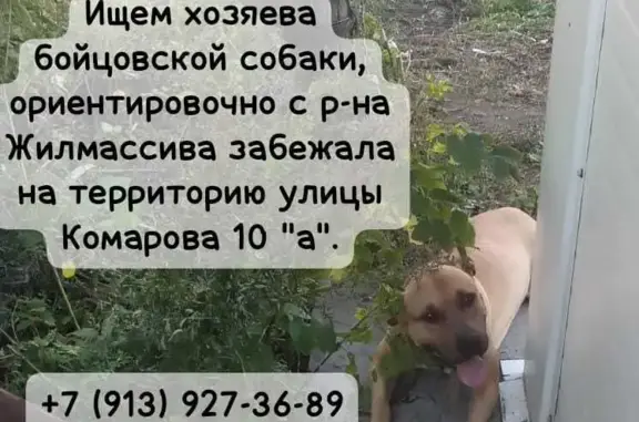 Найдена собака бойцовской породы на ул. Щорса, 34