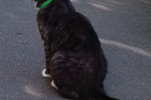 Найдена кошка серого окраса с ярким пятном, адрес: Тазаева 26
